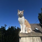 Image de profil de Eva Manelle - Blooming Pets - Petsitting et garde d'animaux à domicile