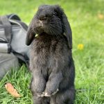 June Mon Lapin  Bélier nain Femelle - Garde d'animaux à domicile