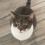 Minuit Mon Chat  Abyssin Mâle - Garde d'animaux à domicile