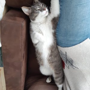 Images de profil de Ewen - Blooming Pets - Petsitting et garde d'animaux à domicile