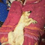 Trinity Mon Chien  Golden Retriever Femelle - Garde d'animaux à domicile
