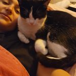 Ultya Mon Chat  Européen Femelle - Garde d'animaux à domicile