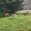 Images de profil de Eynola - Blooming Pets - Petsitting et garde d'animaux à domicile
