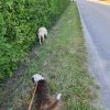 Images de profil de Eynola - Blooming Pets - Petsitting et garde d'animaux à domicile