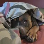 AYKA Mon Chien  American Bully Femelle stérilisée - Garde d'animaux à domicile