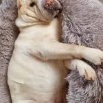 SHANEL Mon Chien  Shar-Pei Femelle stérilisée - Garde d'animaux à domicile