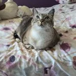 LEELOO Mon Chat  European Shorthair (Européen) Femelle stérilisée - Garde d'animaux à domicile