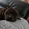 Images de profil de Fannie - Blooming Pets - Petsitting et garde d'animaux à domicile