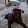 Images de profil de Fannie - Blooming Pets - Petsitting et garde d'animaux à domicile