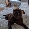 Images de profil de Fannie - Blooming Pets - Petsitting et garde d'animaux à domicile