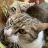 Images de profil de Fanny - Blooming Pets - Petsitting et garde d'animaux à domicile