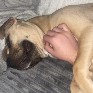 Images de profil de Farel - Blooming Pets - Petsitting et garde d'animaux à domicile