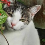 Rina Mon Chat  Chat de gouttière (Commun) Femelle - Garde d'animaux à domicile