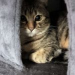 Mofu Mon Chat  Européen Mâle - Garde d'animaux à domicile