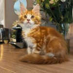Yume Mon Chat  Maine Coon Femelle - Garde d'animaux à domicile