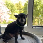 Oreo Mon Chien  Chihuahua Mâle - Garde d'animaux à domicile