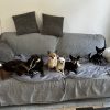 Images de profil de Fiona - Blooming Pets - Petsitting et garde d'animaux à domicile