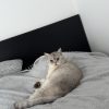 Images de profil de Fiona - Blooming Pets - Petsitting et garde d'animaux à domicile