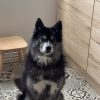 Images de profil de Fiona - Blooming Pets - Petsitting et garde d'animaux à domicile
