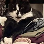 Narcos Narcos Mon Chat Européen Mùle stérilisé - Garde d'animaux à domicile