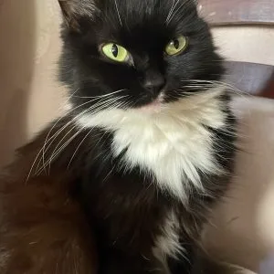 Images de profil de Fitia - Blooming Pets - Petsitting et garde d'animaux Ă domicile