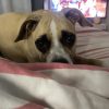 Images de profil de Flavie - Blooming Pets - Petsitting et garde d'animaux à domicile