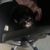 Images de profil de Flavie - Blooming Pets - Petsitting et garde d'animaux à domicile