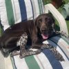 Images de profil de Flavie - Blooming Pets - Petsitting et garde d'animaux à domicile