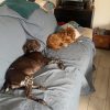 Images de profil de Flavie - Blooming Pets - Petsitting et garde d'animaux à domicile