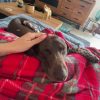 Images de profil de Flavie - Blooming Pets - Petsitting et garde d'animaux à domicile