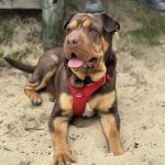 Oki Mon Chien  Shar-Pei Femelle - Garde d'animaux à domicile