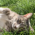 Nala Mon Chat  Européen Femelle - Garde d'animaux à domicile