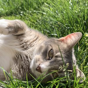 Nala