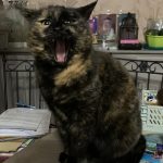 Opale Mon Chat  Européen Femelle - Garde d'animaux à domicile