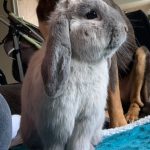 Pinpin Mon Lapin  Bélier Français Mâle - Garde d'animaux à domicile