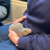Images de profil de Flavie - Blooming Pets - Petsitting et garde d'animaux à domicile