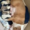 Images de profil de Flavie - Blooming Pets - Petsitting et garde d'animaux à domicile