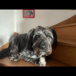 Roméo Mon Chien  Berger des Pyrénées à Poil Long Mâle stérilisé - Garde d'animaux à domicile