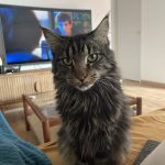 TAO Mon Chat  Maine Coon Mâle stérilisé - Garde d'animaux à domicile