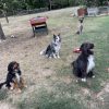 Images de profil de Flavie - Blooming Pets - Petsitting et garde d'animaux à domicile