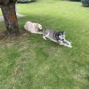Images de profil de Flavie - Blooming Pets - Petsitting et garde d'animaux à domicile