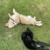 Images de profil de Flavie - Blooming Pets - Petsitting et garde d'animaux à domicile