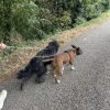 Images de profil de Flavie - Blooming Pets - Petsitting et garde d'animaux à domicile
