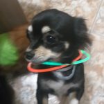 Luna Mon Chien  Chihuahua Femelle - Garde d'animaux à domicile