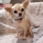 Stella Mon Chien  Chihuahua Femelle stérilisée - Garde d'animaux à domicile