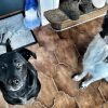 Images de profil de Florian - Blooming Pets - Petsitting et garde d'animaux à domicile