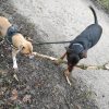 Images de profil de Florine - Blooming Pets - Petsitting et garde d'animaux à domicile