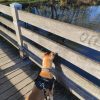 Images de profil de Florine - Blooming Pets - Petsitting et garde d'animaux à domicile
