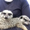 Images de profil de Flora_cistoldi - Blooming Pets - Petsitting et garde d'animaux à domicile