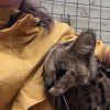 Images de profil de Flora_cistoldi - Blooming Pets - Petsitting et garde d'animaux à domicile